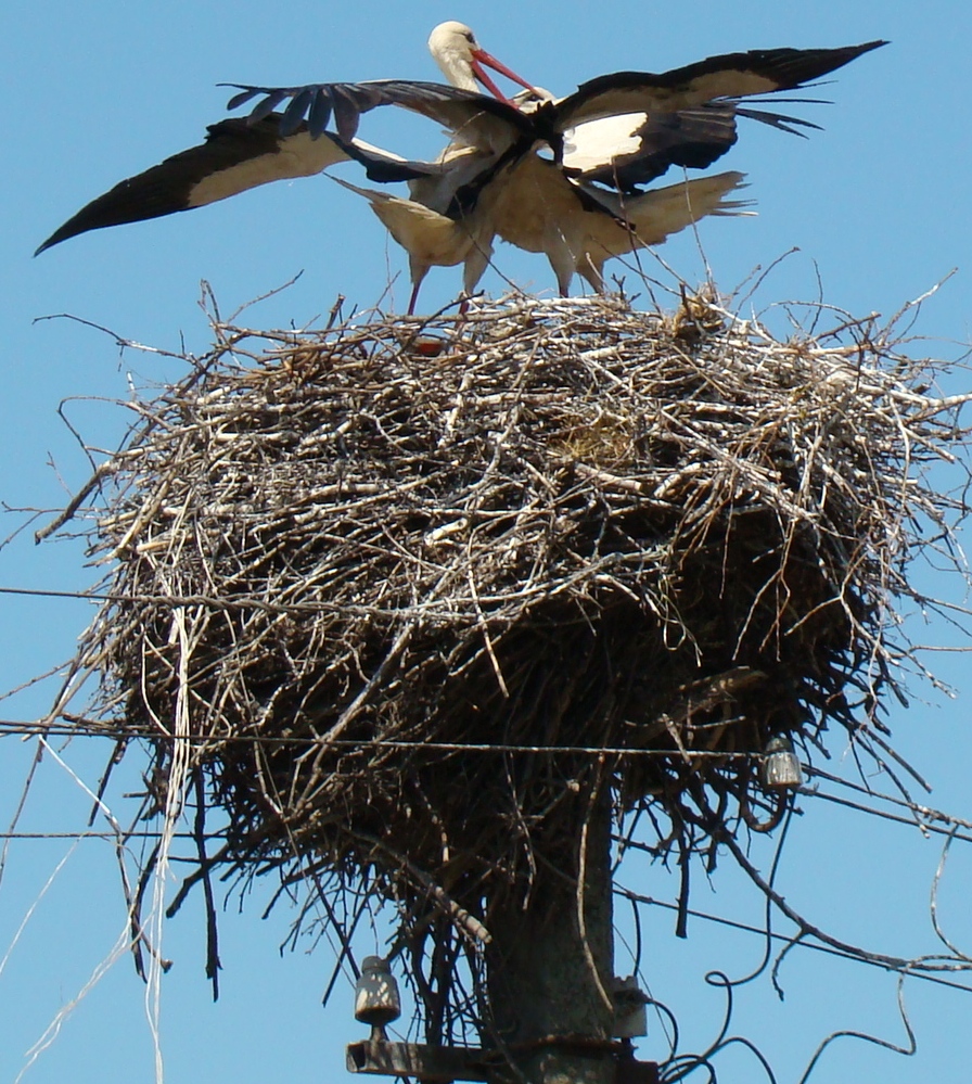 Украина апрель 2009