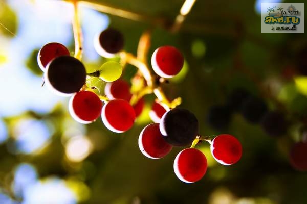 Крым...лето..Затерянный Мир...индейцы...фото к фильму Дикари