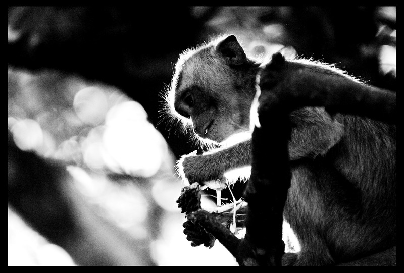 Паттайа + Острова 29.12.2008 - 11.01.2009 (Фото)