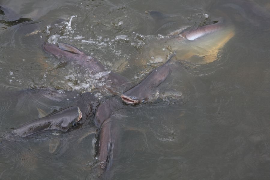 Бангкок-Краби-Пхукет-Бангкок, ноябрь 2009