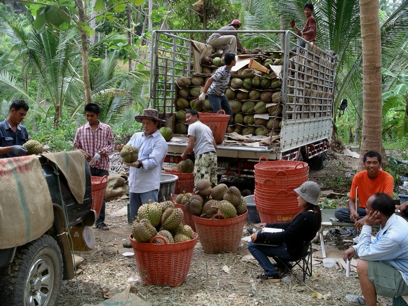 СПб-БКК-Ко Тао–Ко Самуи. Март 2009 (3ч.Ко Самуи-много фото)