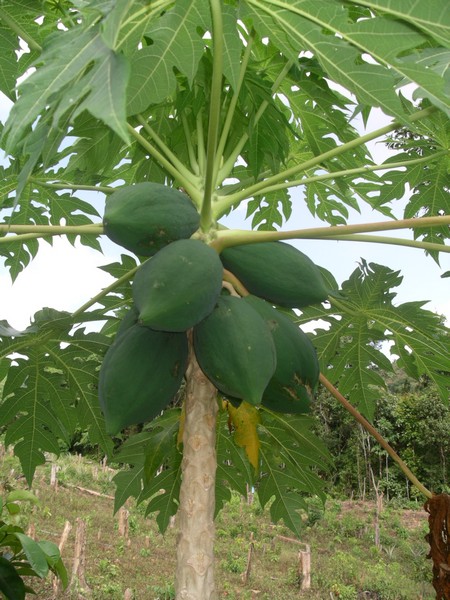 СПб-БКК-Ко Тао–Ко Самуи. Март 2009 (3ч.Ко Самуи-много фото)