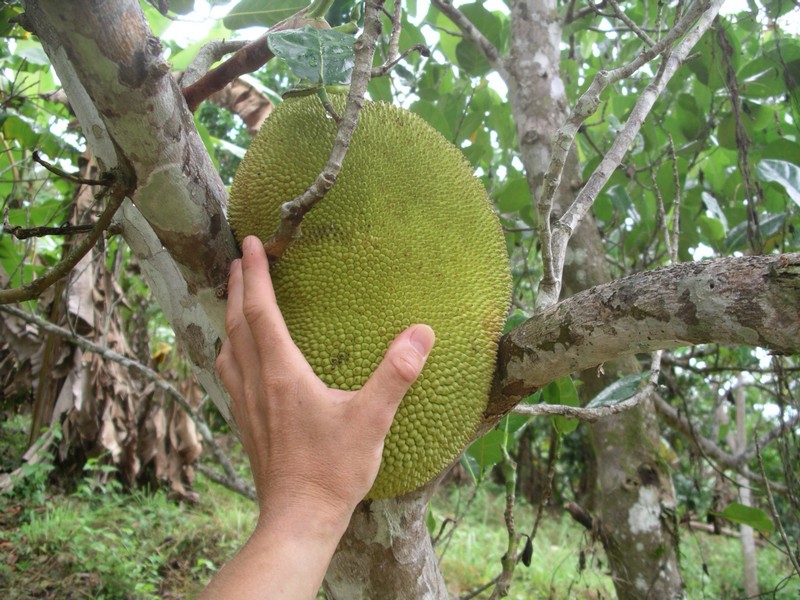 СПб-БКК-Ко Тао–Ко Самуи. Март 2009 (3ч.Ко Самуи-много фото)