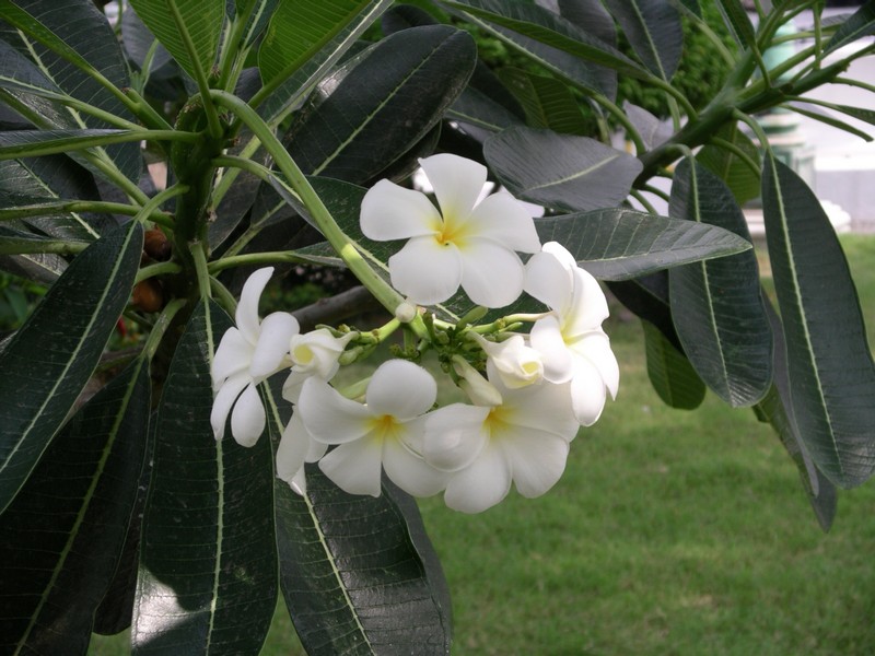 СПб-БКК-Ко Тао–Ко Самуи. Март 2009 (3ч.Ко Самуи-много фото)