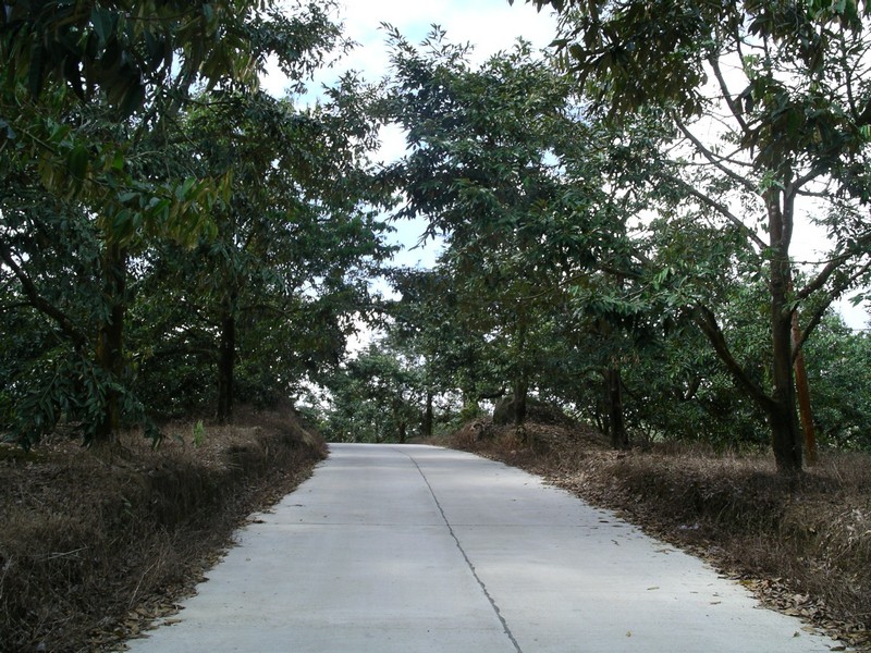 СПб-БКК-Ко Тао–Ко Самуи. Март 2009 (3ч.Ко Самуи-много фото)