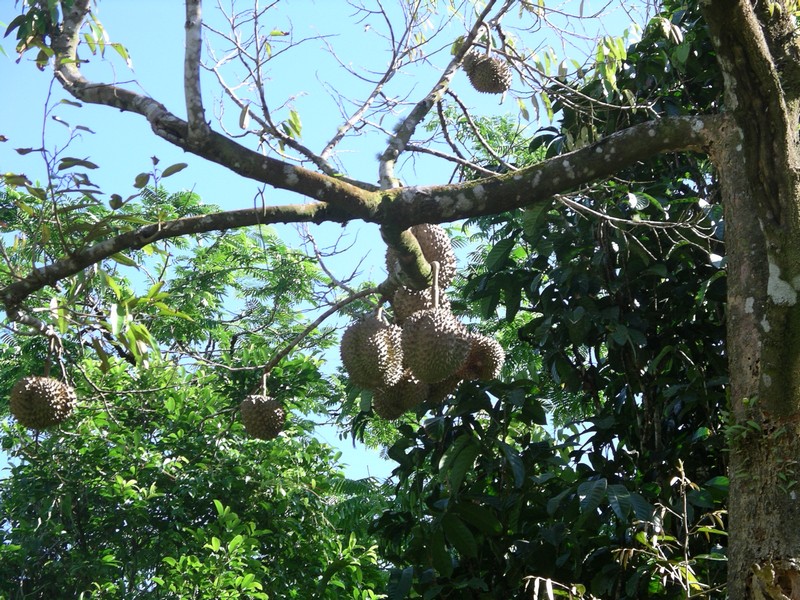 СПб-БКК-Ко Тао–Ко Самуи. Март 2009 (3ч.Ко Самуи-много фото)