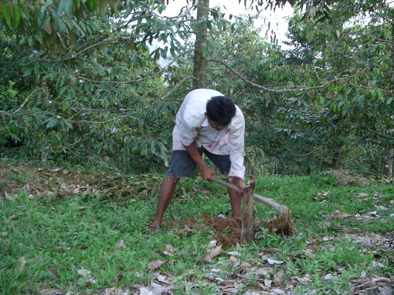 СПб-БКК-Ко Тао–Ко Самуи. Март 2009 (3ч.Ко Самуи-много фото)