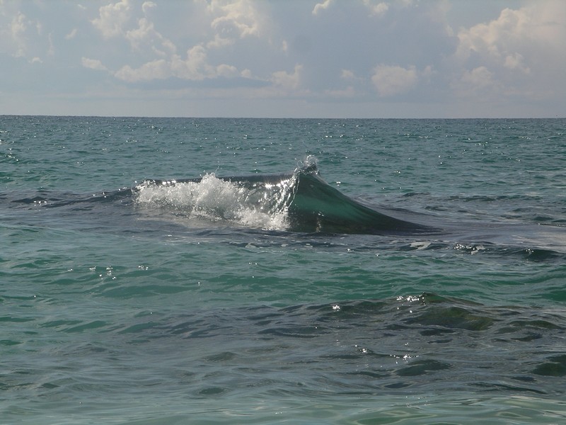 СПб-БКК-Ко Тао–Ко Самуи. Март 2009 (3ч.Ко Самуи-много фото)