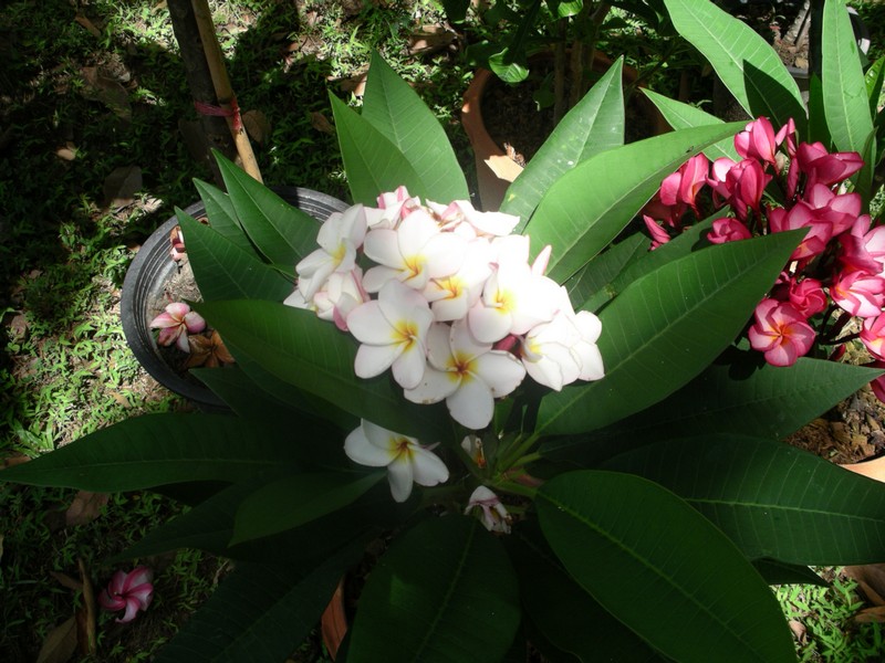 СПб-БКК-Ко Тао–Ко Самуи. Март 2009 (3ч.Ко Самуи-много фото)