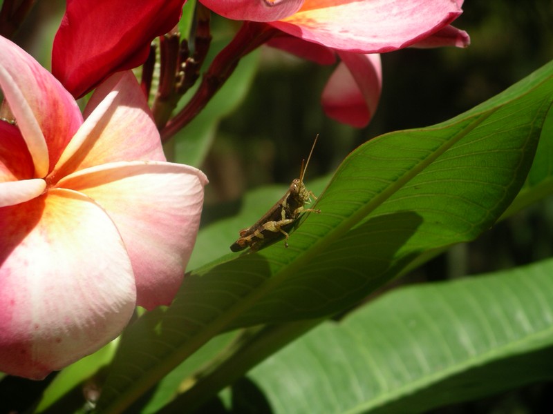 СПб-БКК-Ко Тао–Ко Самуи. Март 2009 (3ч.Ко Самуи-много фото)