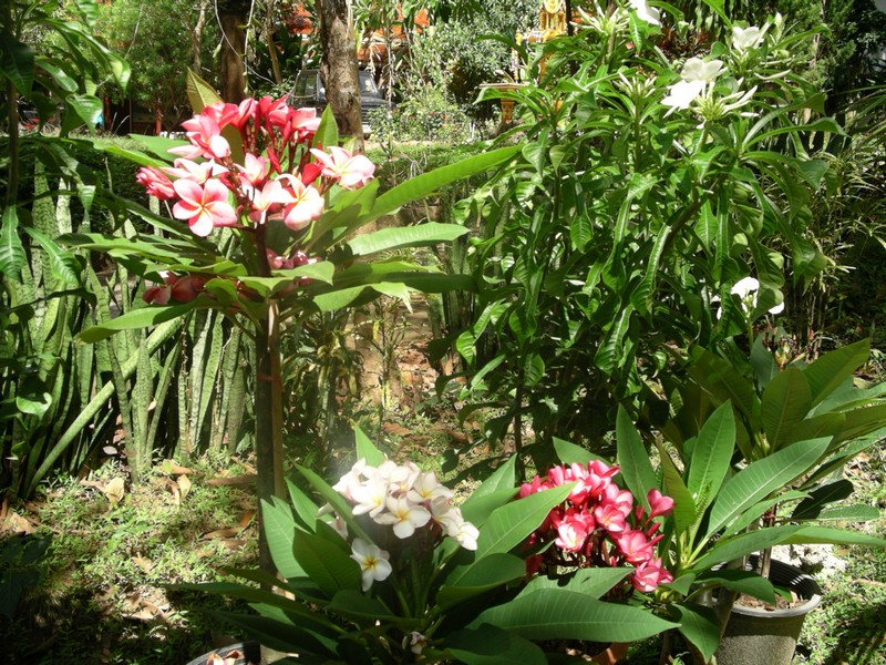 СПб-БКК-Ко Тао–Ко Самуи. Март 2009 (3ч.Ко Самуи-много фото)