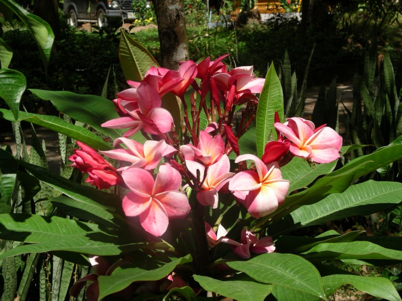 СПб-БКК-Ко Тао–Ко Самуи. Март 2009 (3ч.Ко Самуи-много фото)