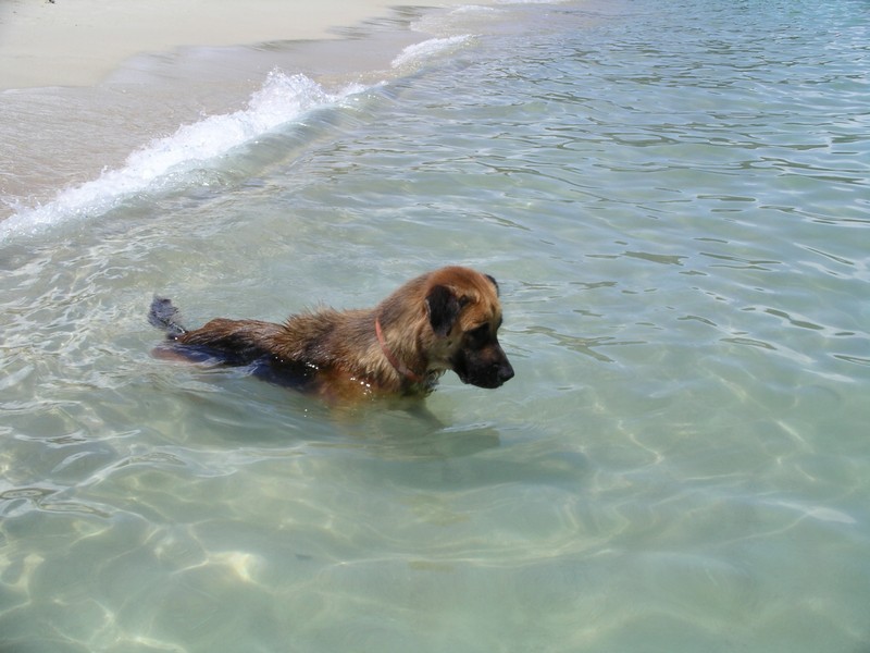 СПб-БКК-Ко Тао–Ко Самуи. Март 2009 (3ч.Ко Самуи-много фото)