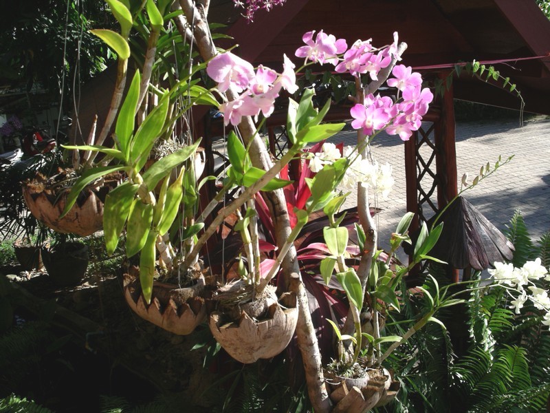 СПб-БКК-Ко Тао–Ко Самуи. Март 2009 (3ч.Ко Самуи-много фото)