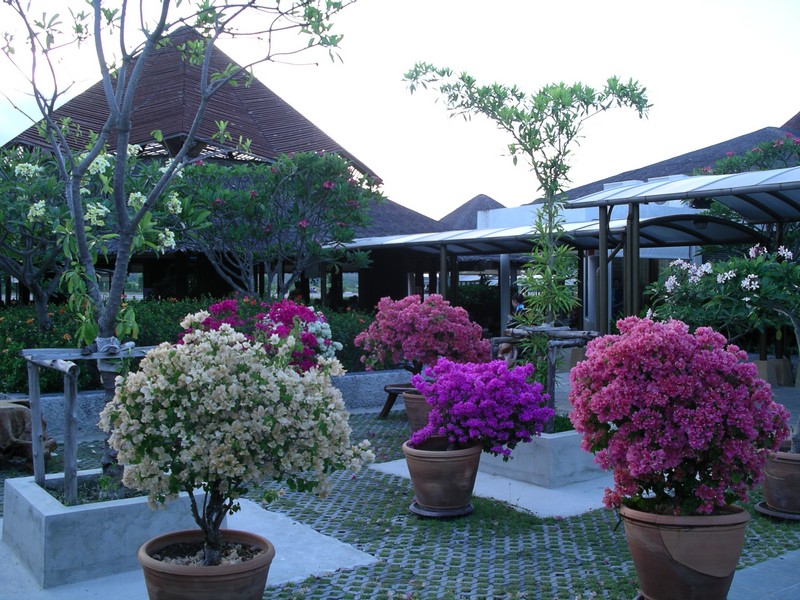 СПб-БКК-Ко Тао–Ко Самуи. Март 2009 (3ч.Ко Самуи-много фото)