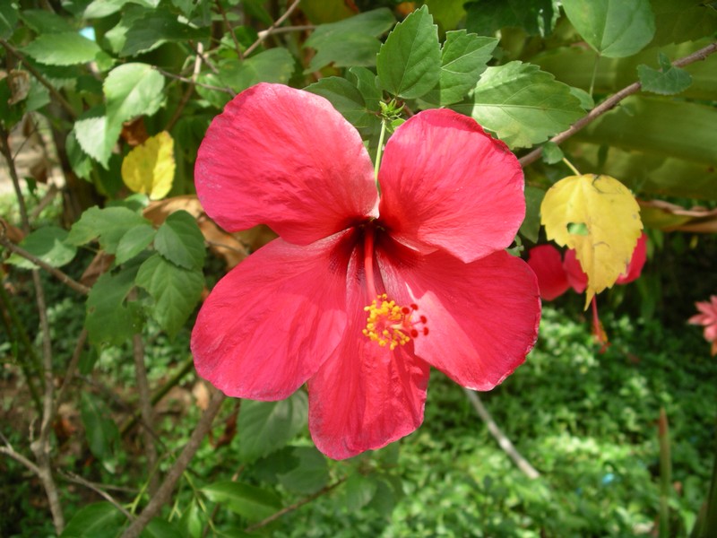 СПб-БКК-Ко Тао–Ко Самуи. Март 2009 (3ч.Ко Самуи-много фото)