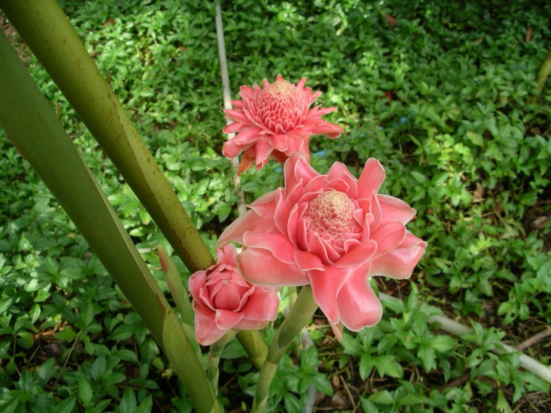 СПб-БКК-Ко Тао–Ко Самуи. Март 2009 (3ч.Ко Самуи-много фото)