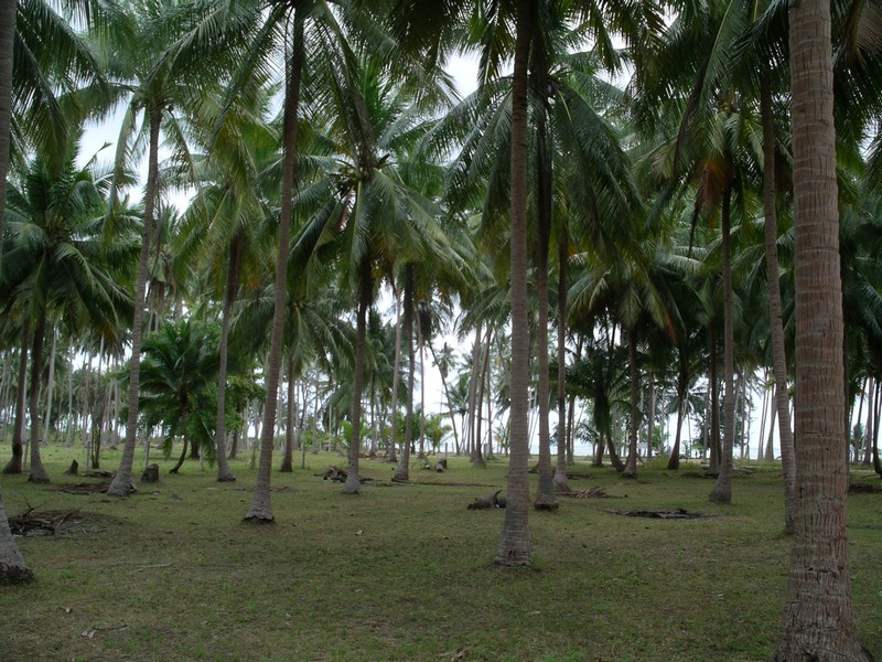 СПб-БКК-Ко Тао–Ко Самуи. Март 2009 (3ч.Ко Самуи-много фото)