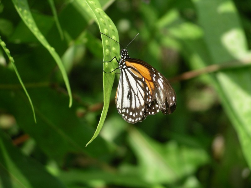 СПб-БКК-Ко Тао–Ко Самуи. Март 2009 (3ч.Ко Самуи-много фото)