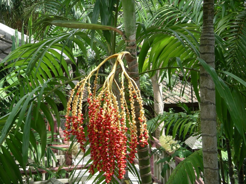 СПб-БКК-Ко Тао–Ко Самуи. Март 2009 (3ч.Ко Самуи-много фото)