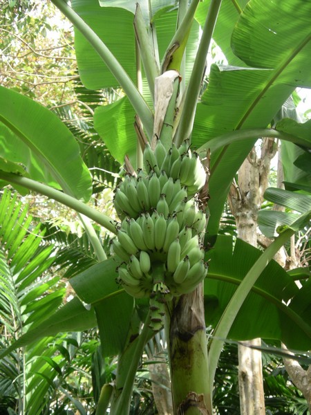 СПб-БКК-Ко Тао–Ко Самуи. Март 2009 (3ч.Ко Самуи-много фото)