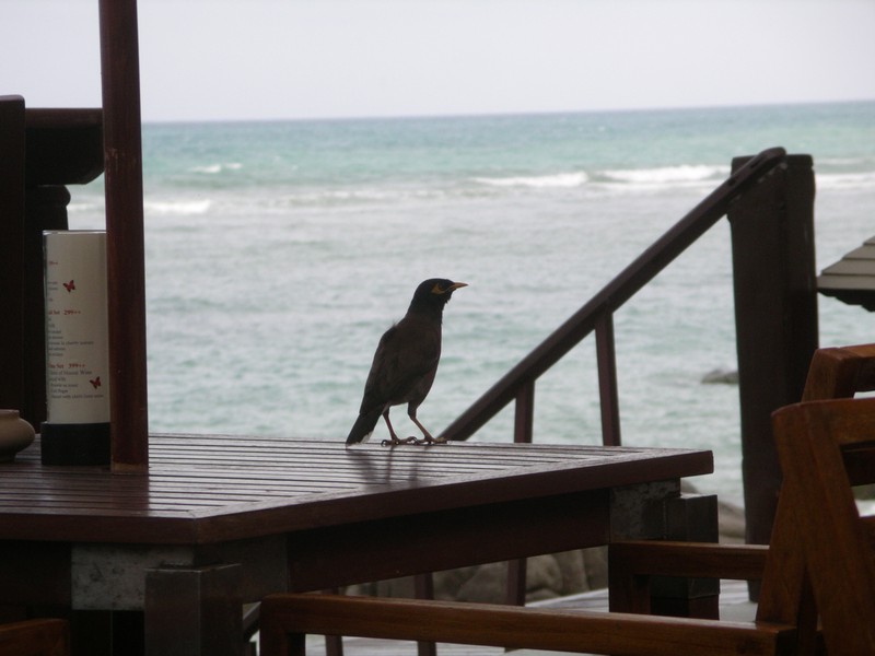 СПб-БКК-Ко Тао–Ко Самуи. Март 2009 (3ч.Ко Самуи-много фото)