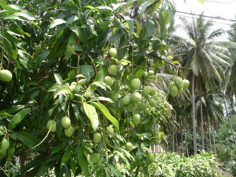 СПб-БКК-Ко Тао–Ко Самуи. Март 2009 (3ч.Ко Самуи-много фото)