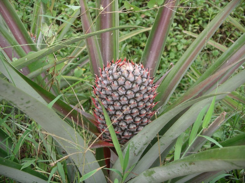 СПб-БКК-Ко Тао–Ко Самуи. Март 2009 (3ч.Ко Самуи-много фото)