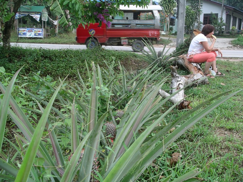 СПб-БКК-Ко Тао–Ко Самуи. Март 2009 (3ч.Ко Самуи-много фото)