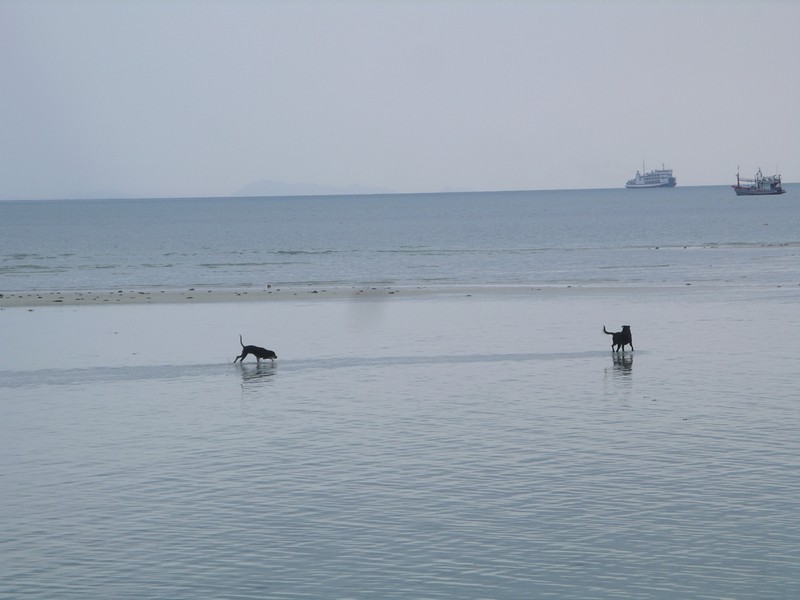 СПб-БКК-Ко Тао–Ко Самуи. Март 2009 (3ч.Ко Самуи-много фото)