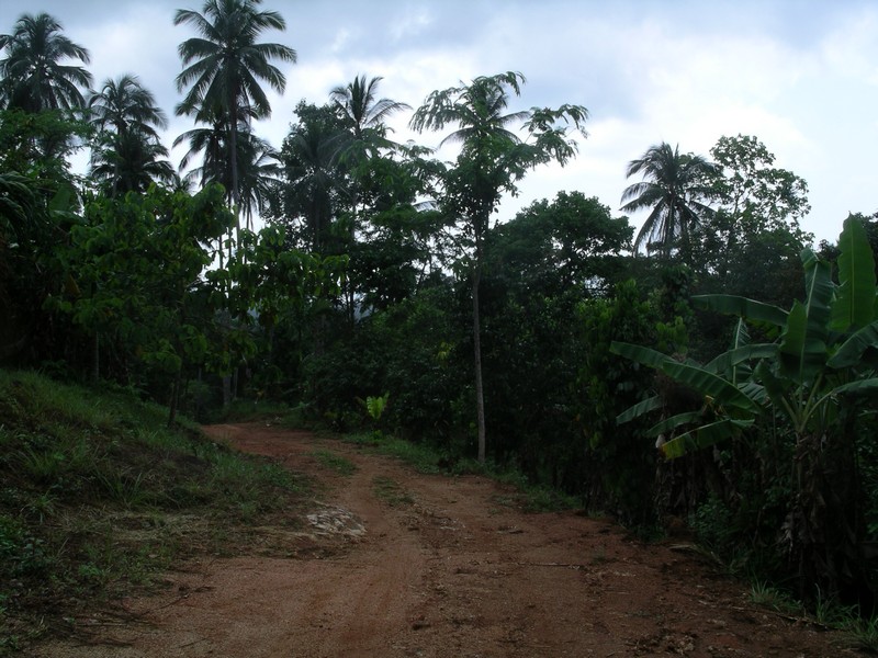 СПб-БКК-Ко Тао–Ко Самуи. Март 2009 (3ч.Ко Самуи-много фото)