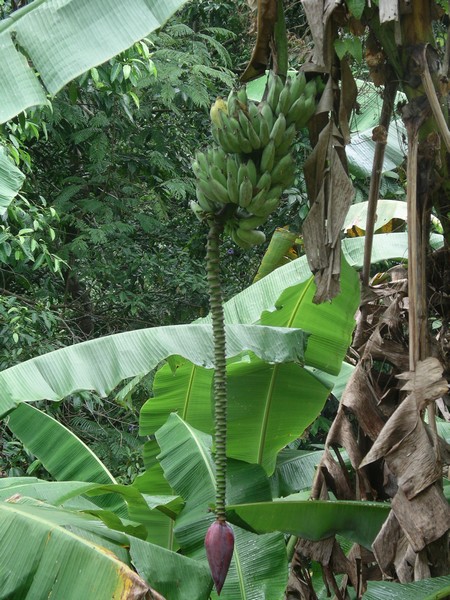 СПб-БКК-Ко Тао–Ко Самуи. Март 2009 (3ч.Ко Самуи-много фото)