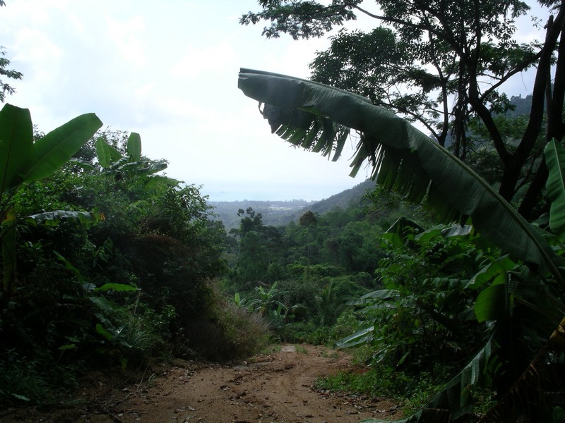 СПб-БКК-Ко Тао–Ко Самуи. Март 2009 (3ч.Ко Самуи-много фото)