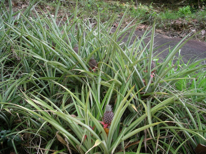 СПб-БКК-Ко Тао–Ко Самуи. Март 2009 (3ч.Ко Самуи-много фото)