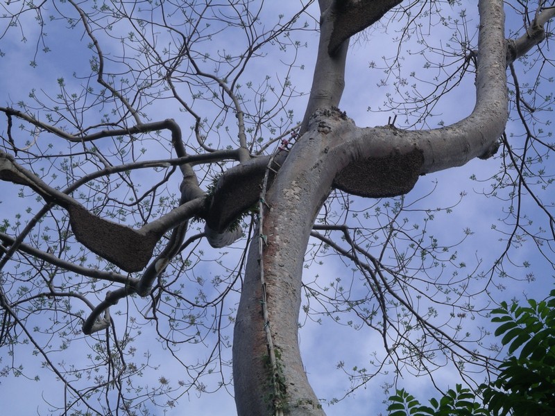 СПб-БКК-Ко Тао–Ко Самуи. Март 2009 (3ч.Ко Самуи-много фото)