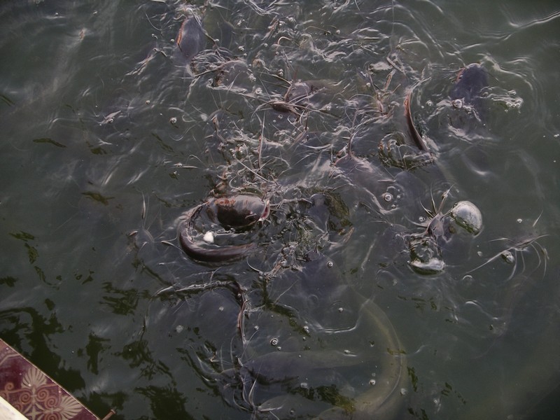 СПб-БКК-Ко Тао–Ко Самуи. Март 2009 (3ч.Ко Самуи-много фото)