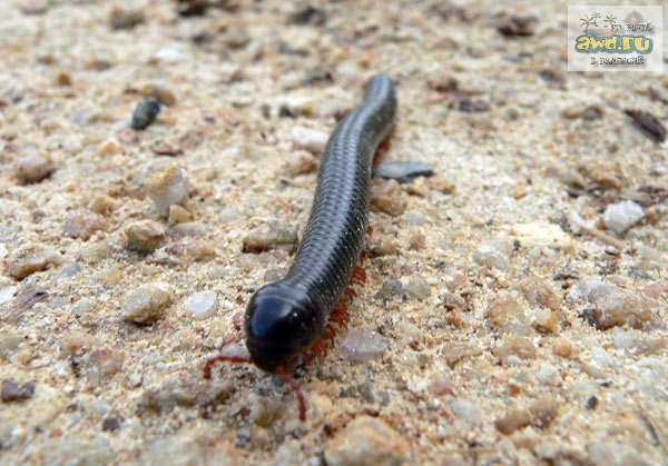 Тайская скалапендра