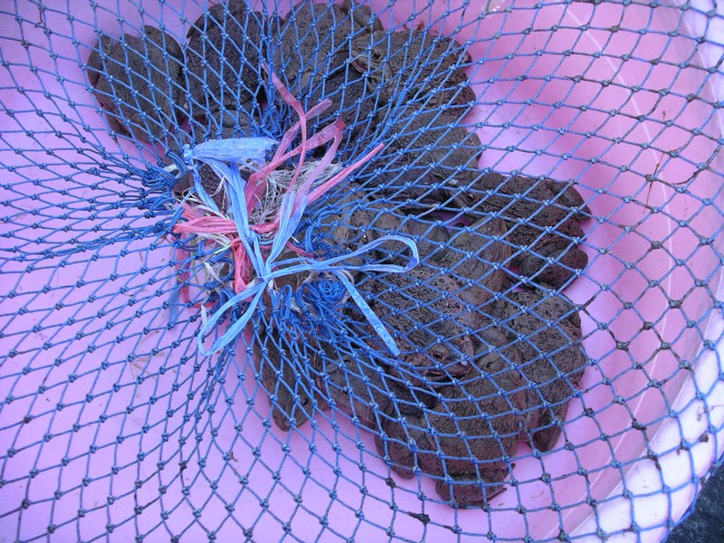 СПб-БКК-Ко Тао–Ко Самуи. Март 2009 (3ч.Ко Самуи-много фото)