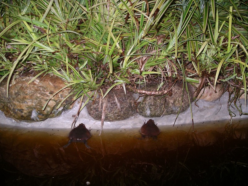 СПб-БКК-Ко Тао–Ко Самуи. Март 2009 (3ч.Ко Самуи-много фото)