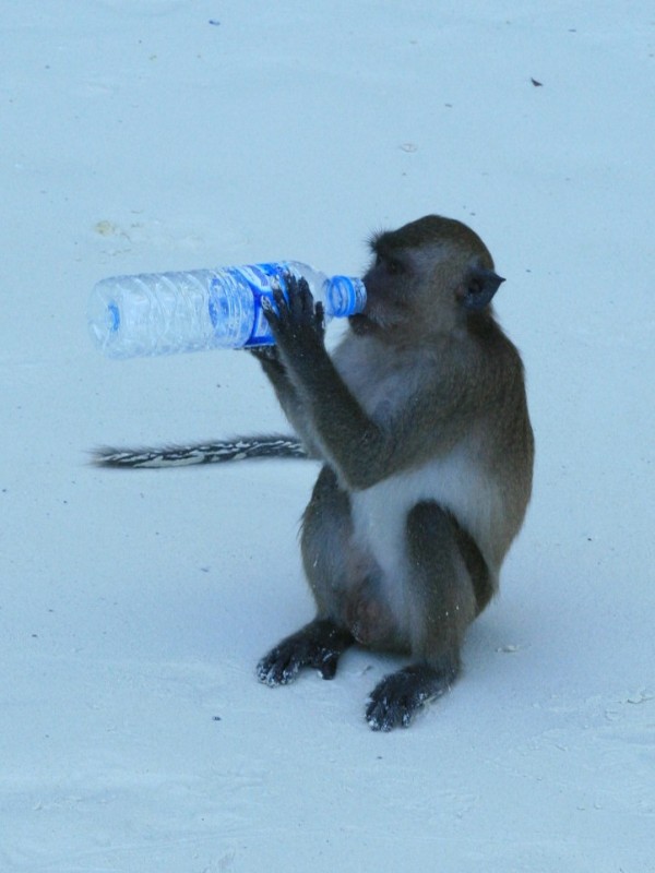 Бангкок-Краби-Самуи 18.02.2009.-06.03.2009