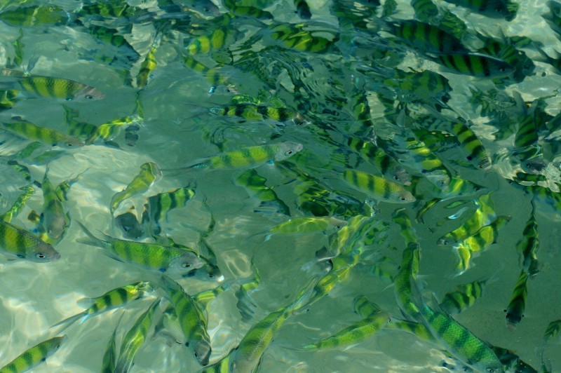 Бангкок-Краби-Самуи 18.02.2009.-06.03.2009