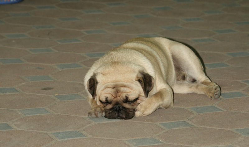 Бангкок-Краби-Самуи 18.02.2009.-06.03.2009