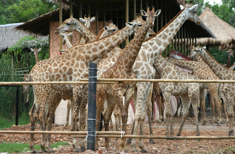 Самуи и немного Бангкока, май 2011 - фотоотчет (закончен)