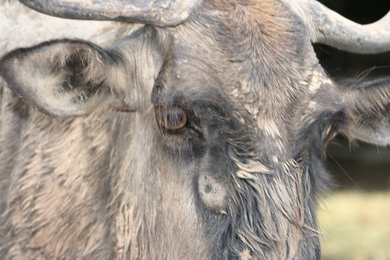 Самуи и немного Бангкока, май 2011 - фотоотчет (закончен)
