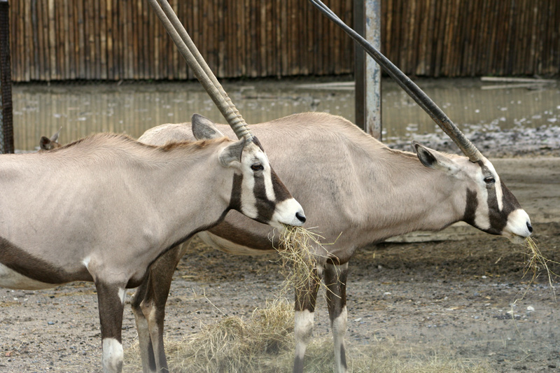 Самуи и немного Бангкока, май 2011 - фотоотчет (закончен)