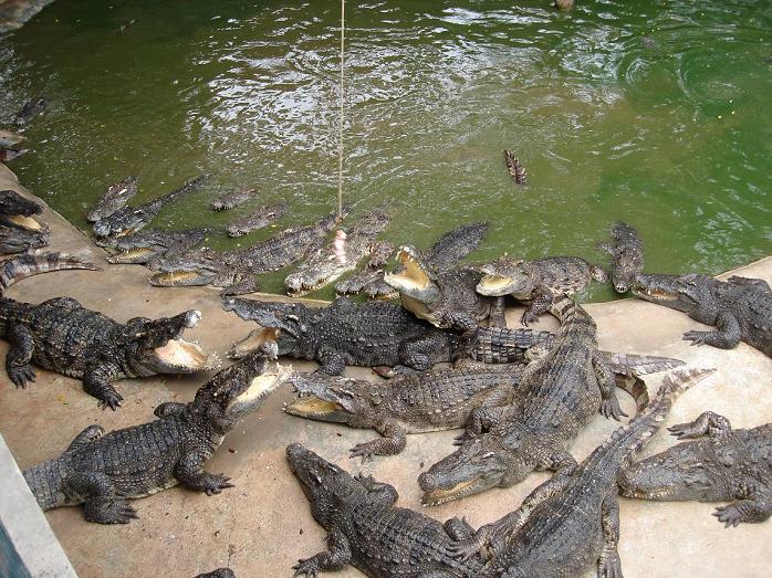 Путешествие в сказочное королевство Сиам. 40 фото