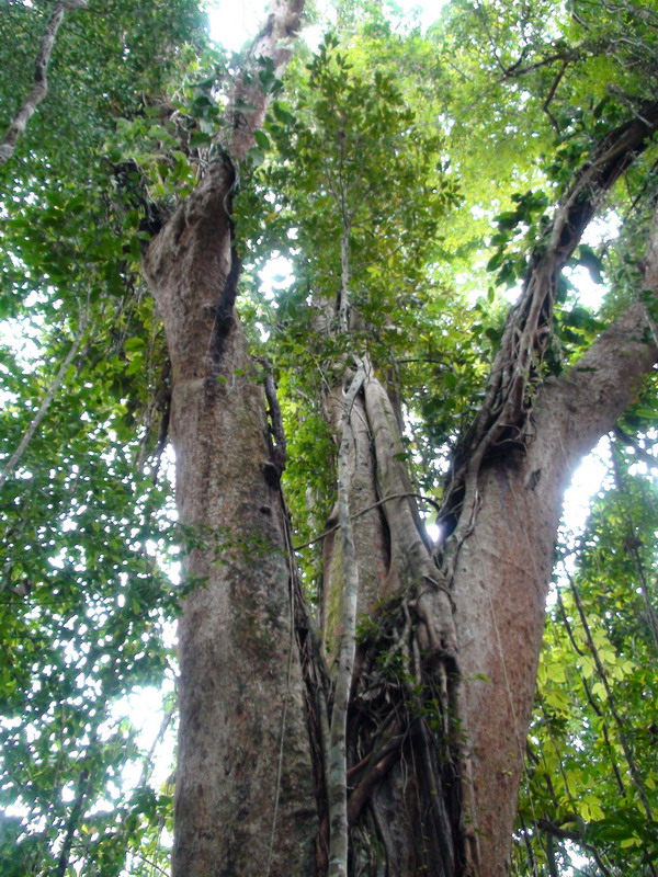 Отчет СПб-Бангкок-Ко Куд-Бангкок-СПб (07.10.09-24.10.09)