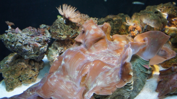 Бангкок - Самуи июль 2011