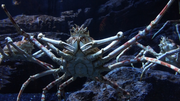 Бангкок - Самуи июль 2011