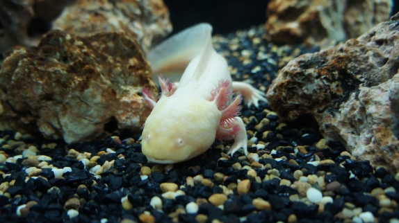 Бангкок - Самуи июль 2011